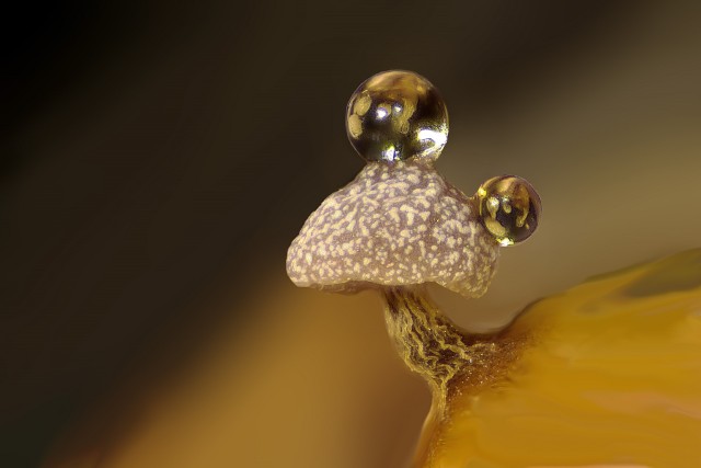 Жизнь под микроскопом: 11 победителей фотоконкурса Nikon Small World 2024