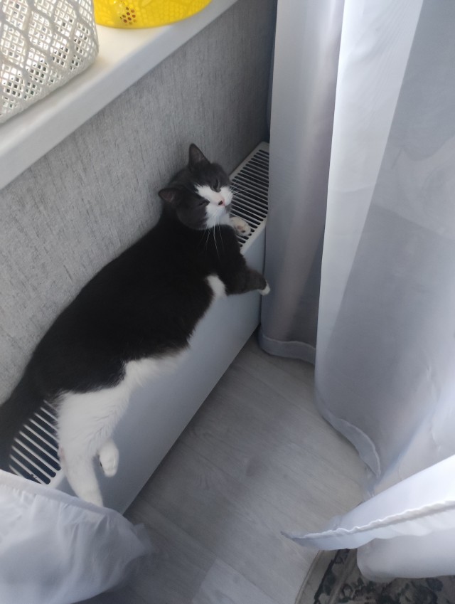 Последний котовторник в этом году