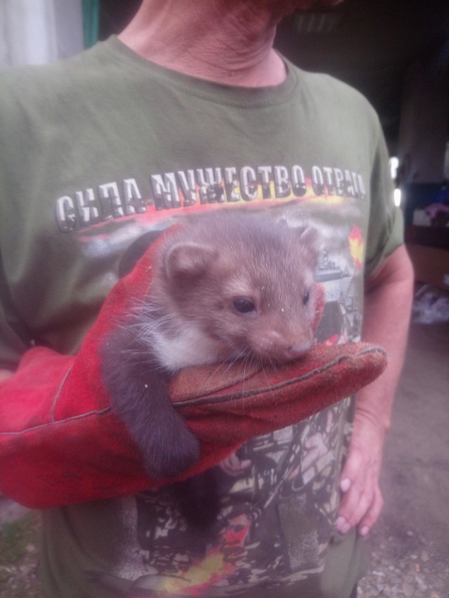 Попалась вот такая зверюга!