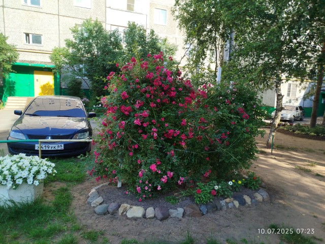 Роза-брюква