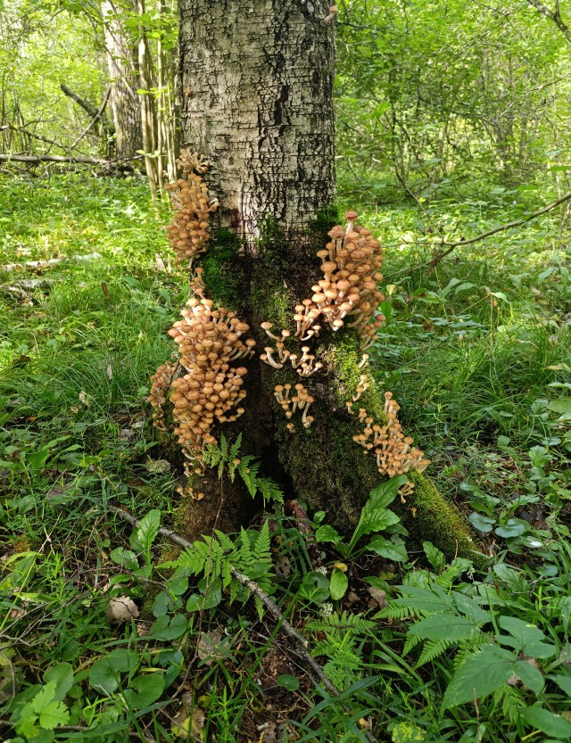 Тихая охота.