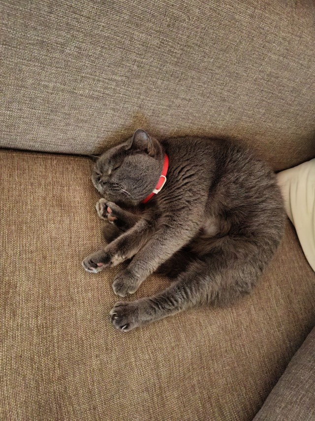 Котовторник скоро.