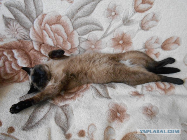 Котовторник 17.06.2014