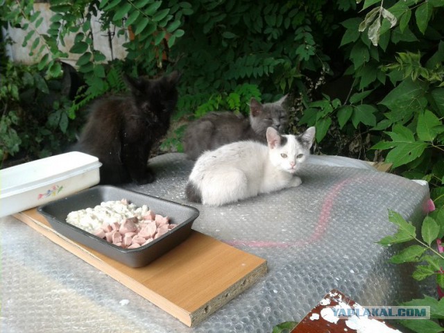 Котовторник 15.07.2014.