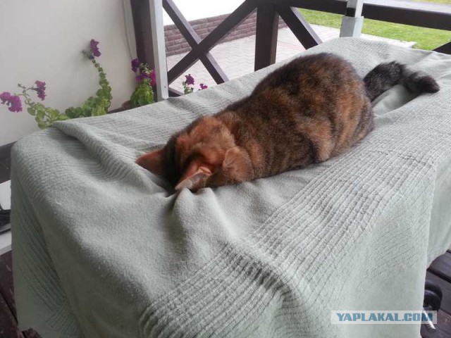 А как спит ваш кот?