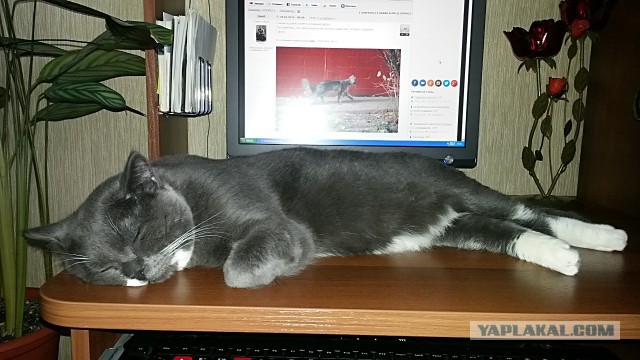 Котовторник 28.10.2014