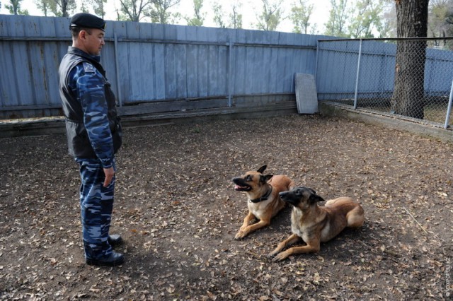 Один день из жизни К-9: служебные собаки