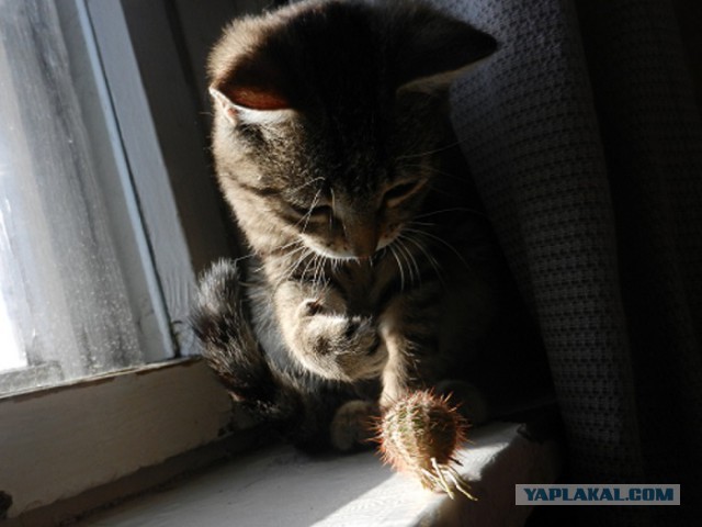 Котэ, которых застали врасплох