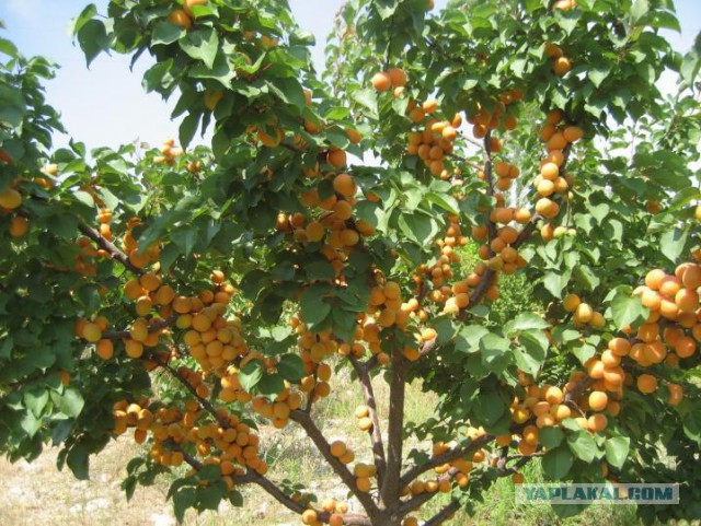Как выглядят 19 популярных продукта