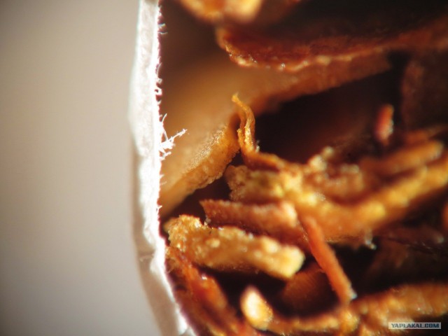 Победители конкурса микрофотографии