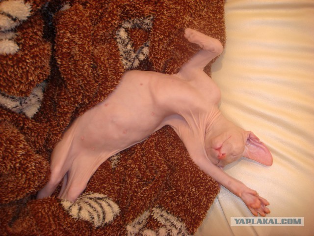 Мимимишности пост