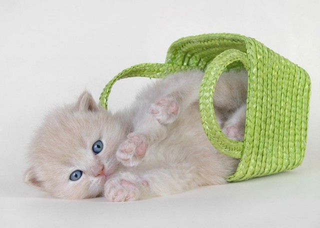 Коты, кошки, котята