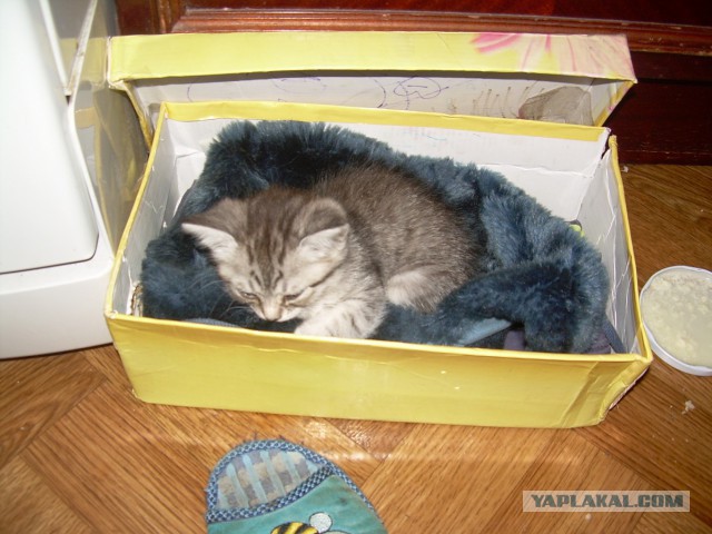 Котовторник. Алиса. Одно из лучших творений природы.