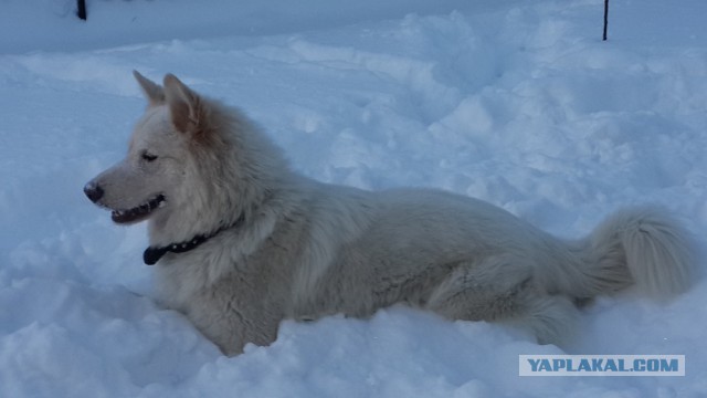 Когда вырос возле людей.