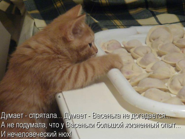 Коты и Кошки