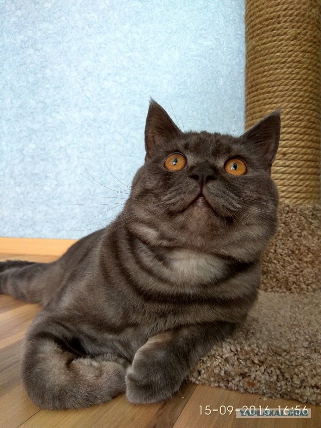 Котовторник 23/05/2017