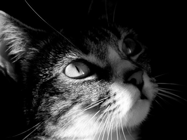 Коты и Кошки