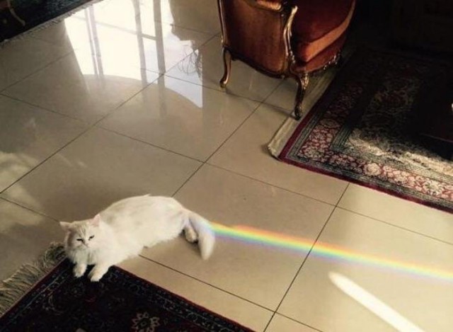 20 шикарных фотографий, в которых вся суть котов