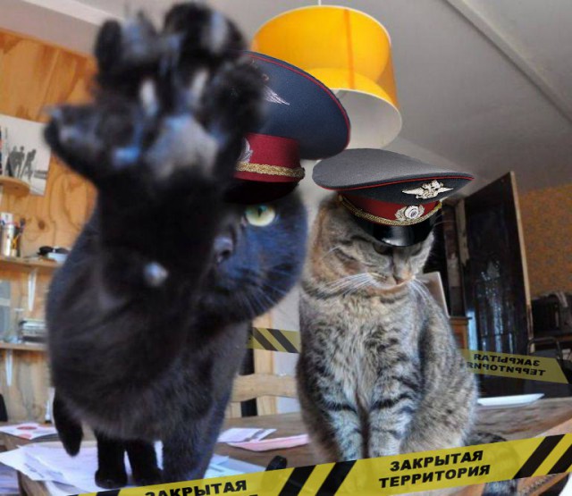 Коты и Кошки