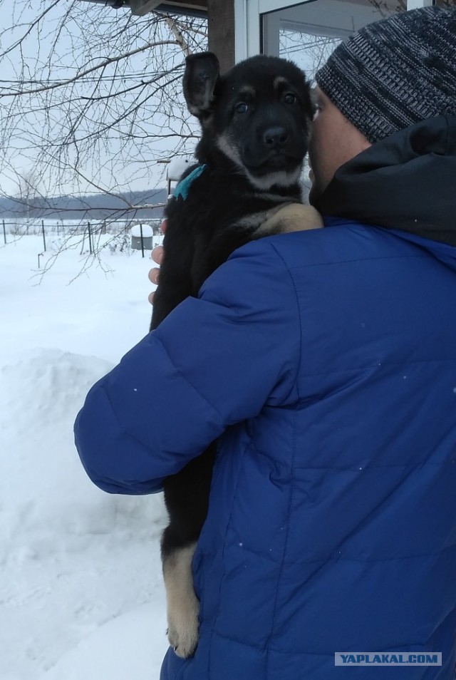 Щенки ВЕО (РКФ)