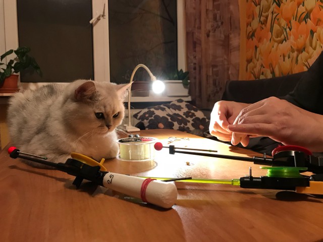 Котовторник 20.02.18