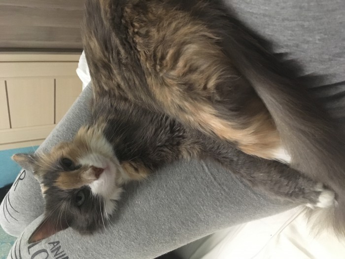 Котовторник 20.03.2018
