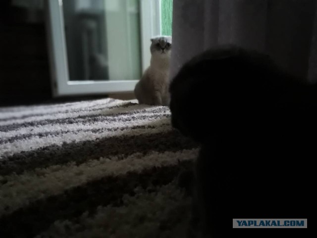 Котовторник
