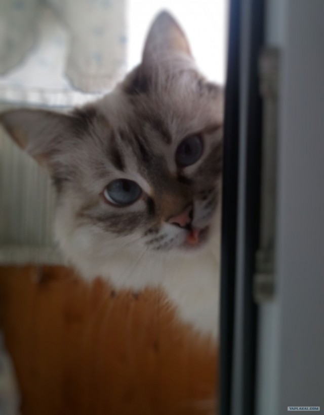 Сегодня котовторник, а котиков все нет