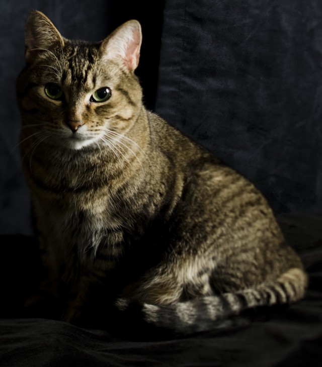 Котейкин вторник! Космический 12.04!