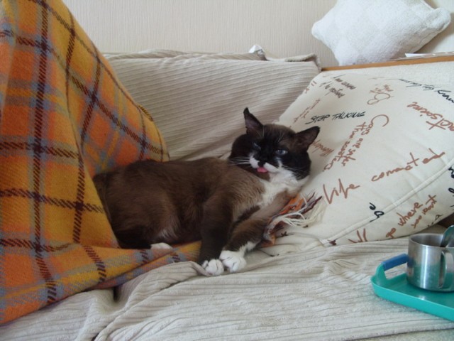 Котовторник с Кузей