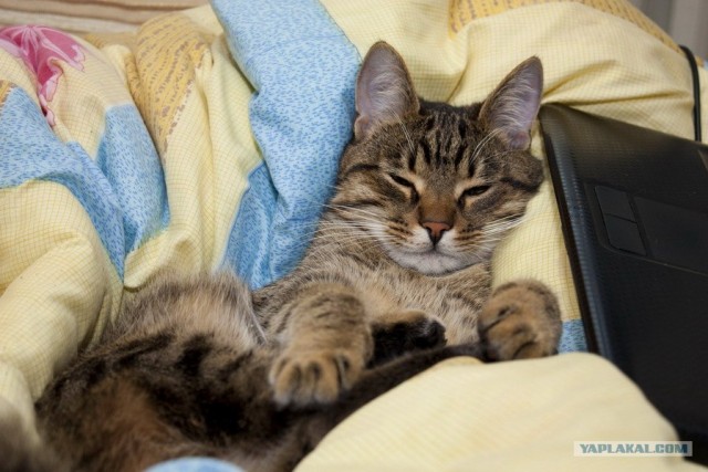 Котовторник в "КотоГетто"