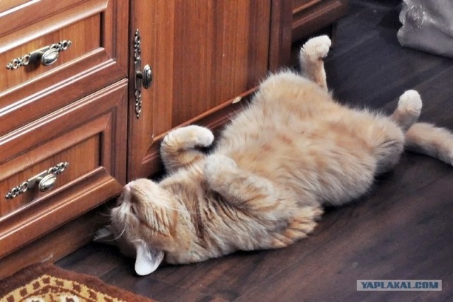 Котовторник  17.07.2012