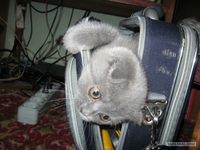 Котовторник ( 23.10. 2012. )