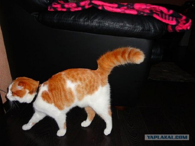 Котовторник 29.01.2013