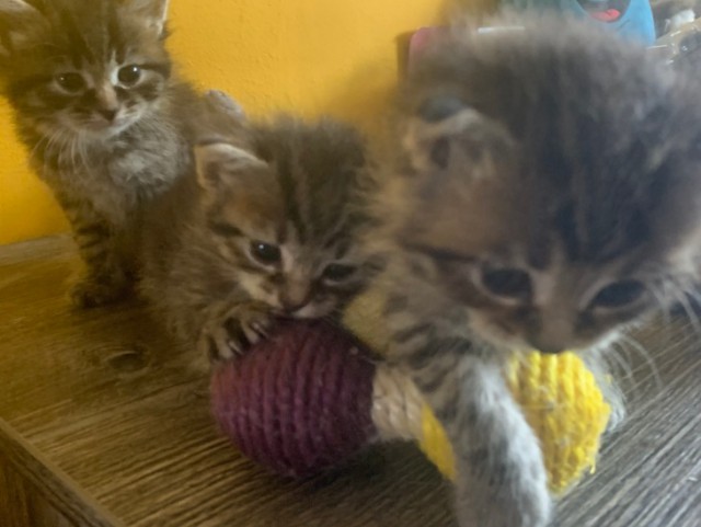 Забавные фото котеек