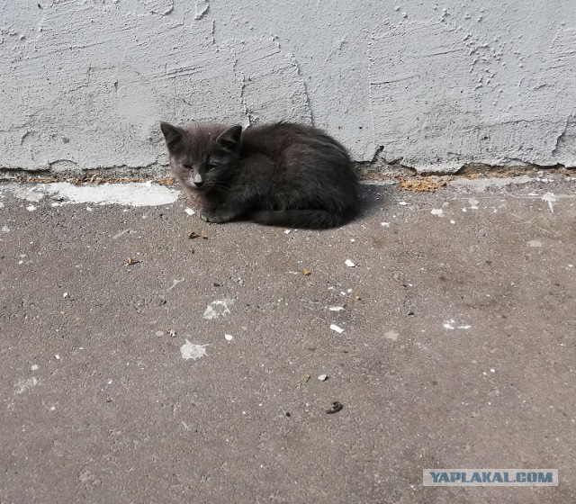 Я реально пообщалась с зоошизой