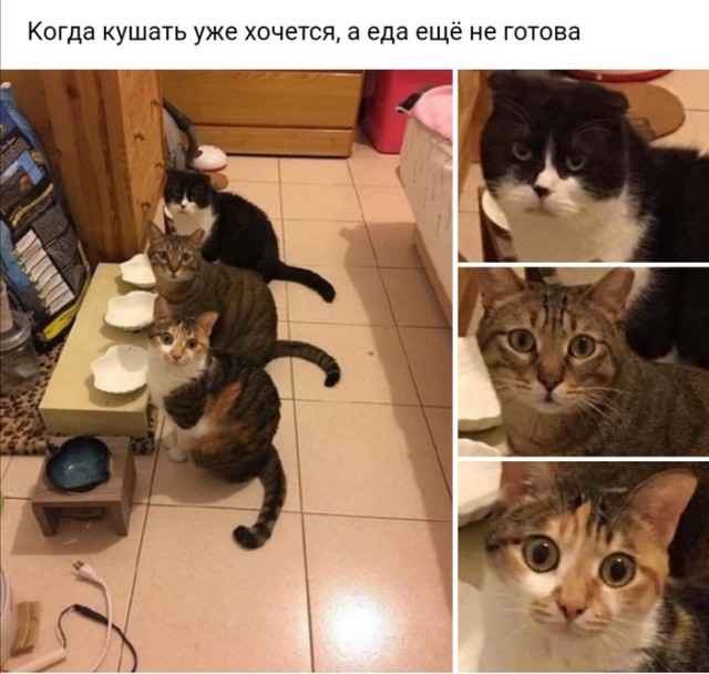 Юмор на любителя