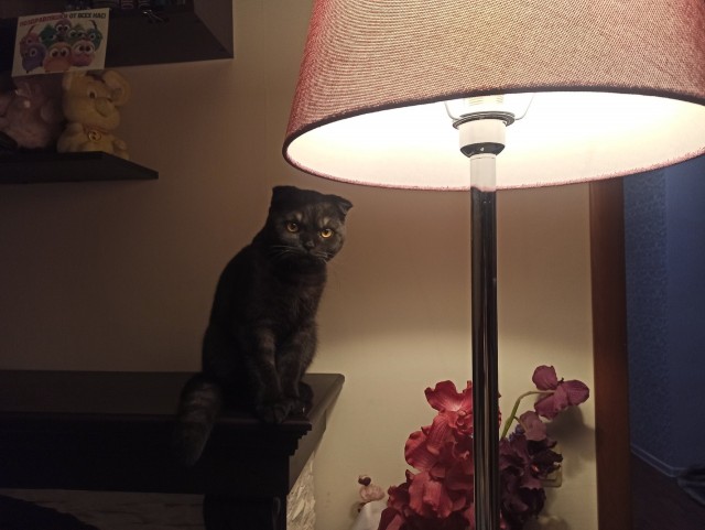 Котовторник 03.03.2020