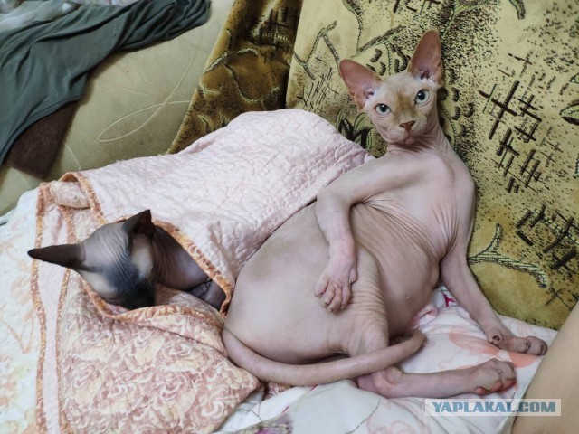Самый злой кот в мире