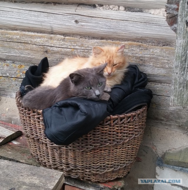 Ну, с котовторником!