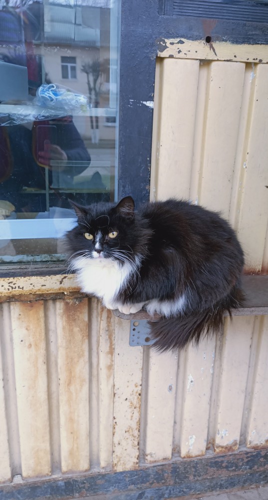 Котовторнику посвящается