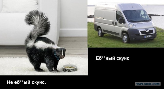 Еб*нный скунс!