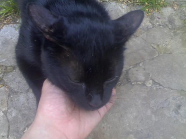 Котовторнику быть!