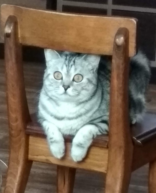 Котовторник!