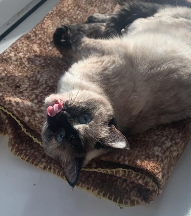 Вторник-кото