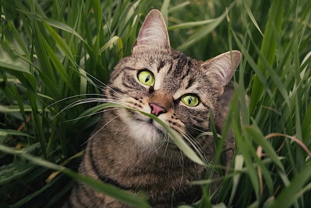Разные котики