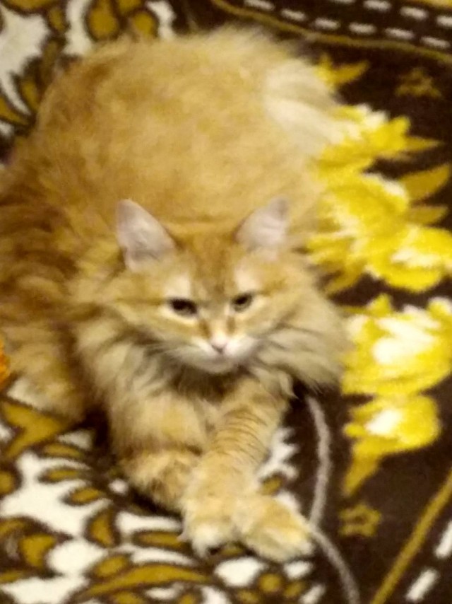 Котовторник так котовторник
