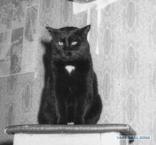 Как защитить кота?!