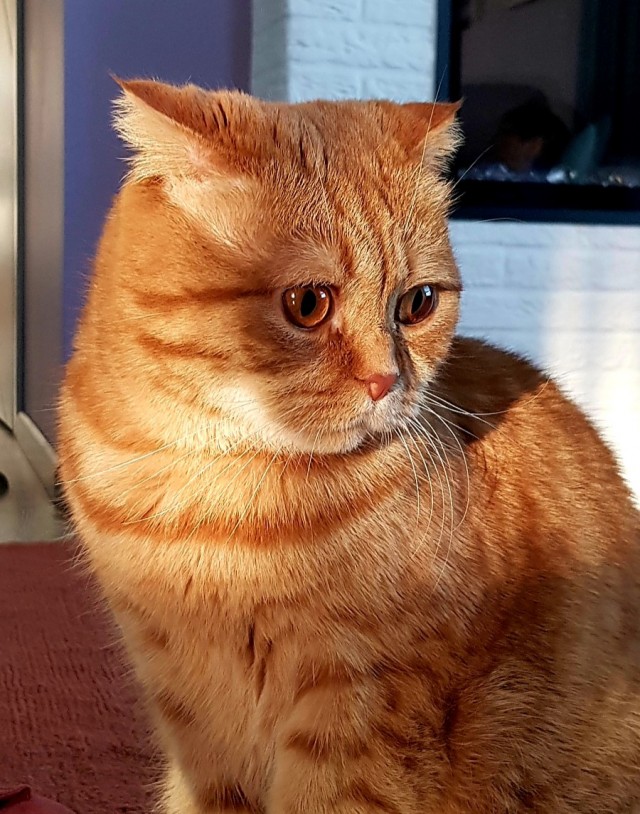 Рыжий кот