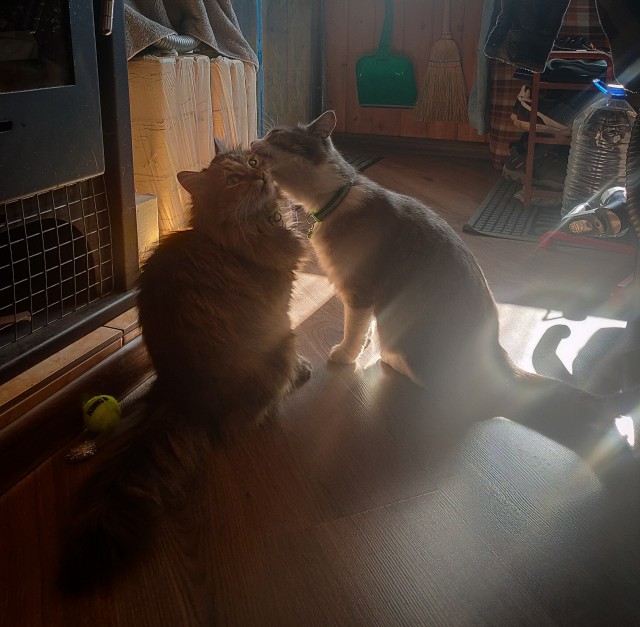 Начну котовторник чуть раньше!